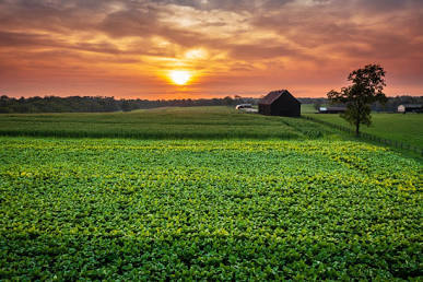 The Real Dirt on Farm Income: What US Crops Actually Make Per Acre