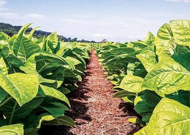 The Multi-Billion Dollar Dirt: Which State Actually Produces the Most Crops?